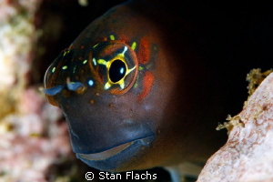 Blenny by Stan Flachs 